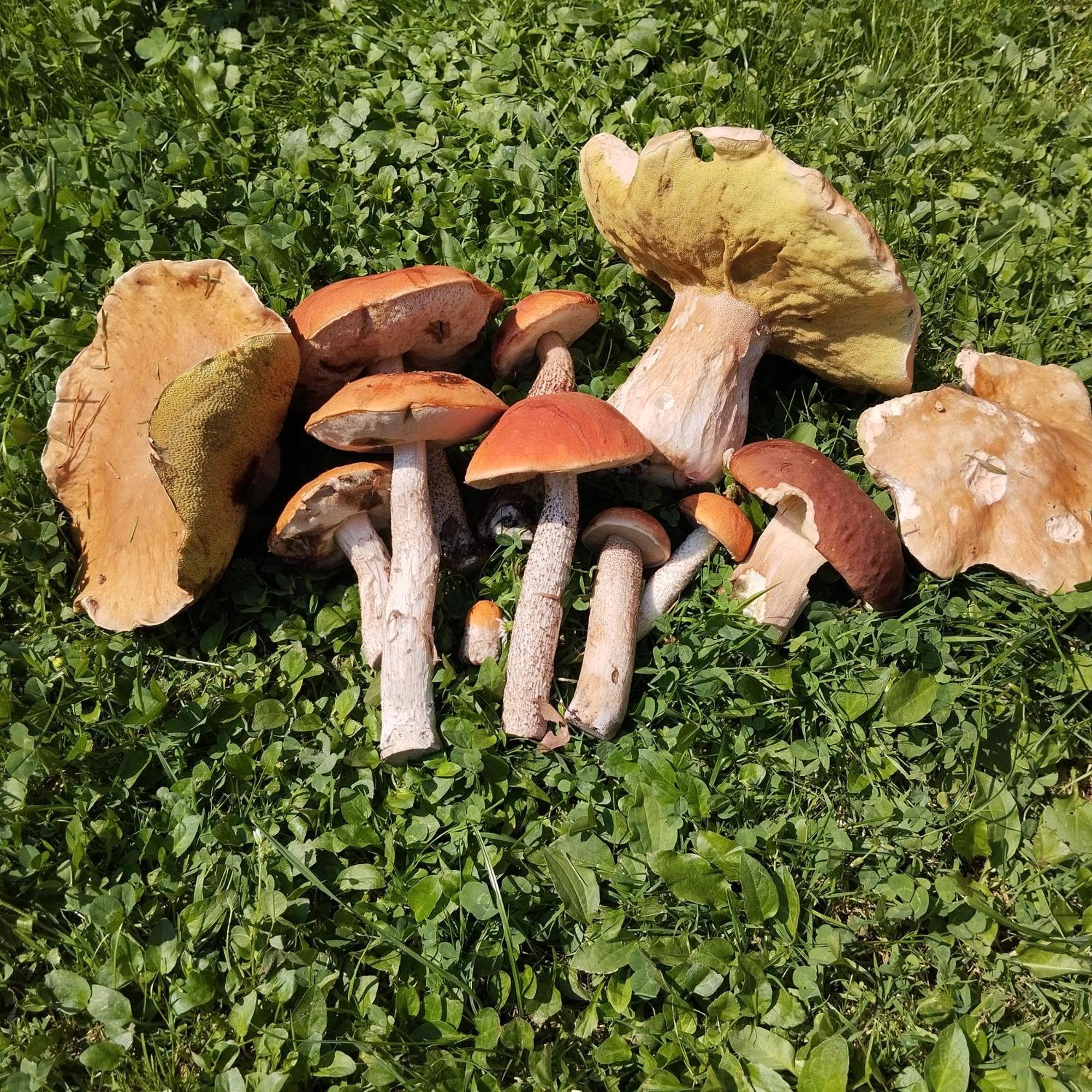 Agroturystyka Chata Za Wsia Uscie Gorlickie Bagian luar foto